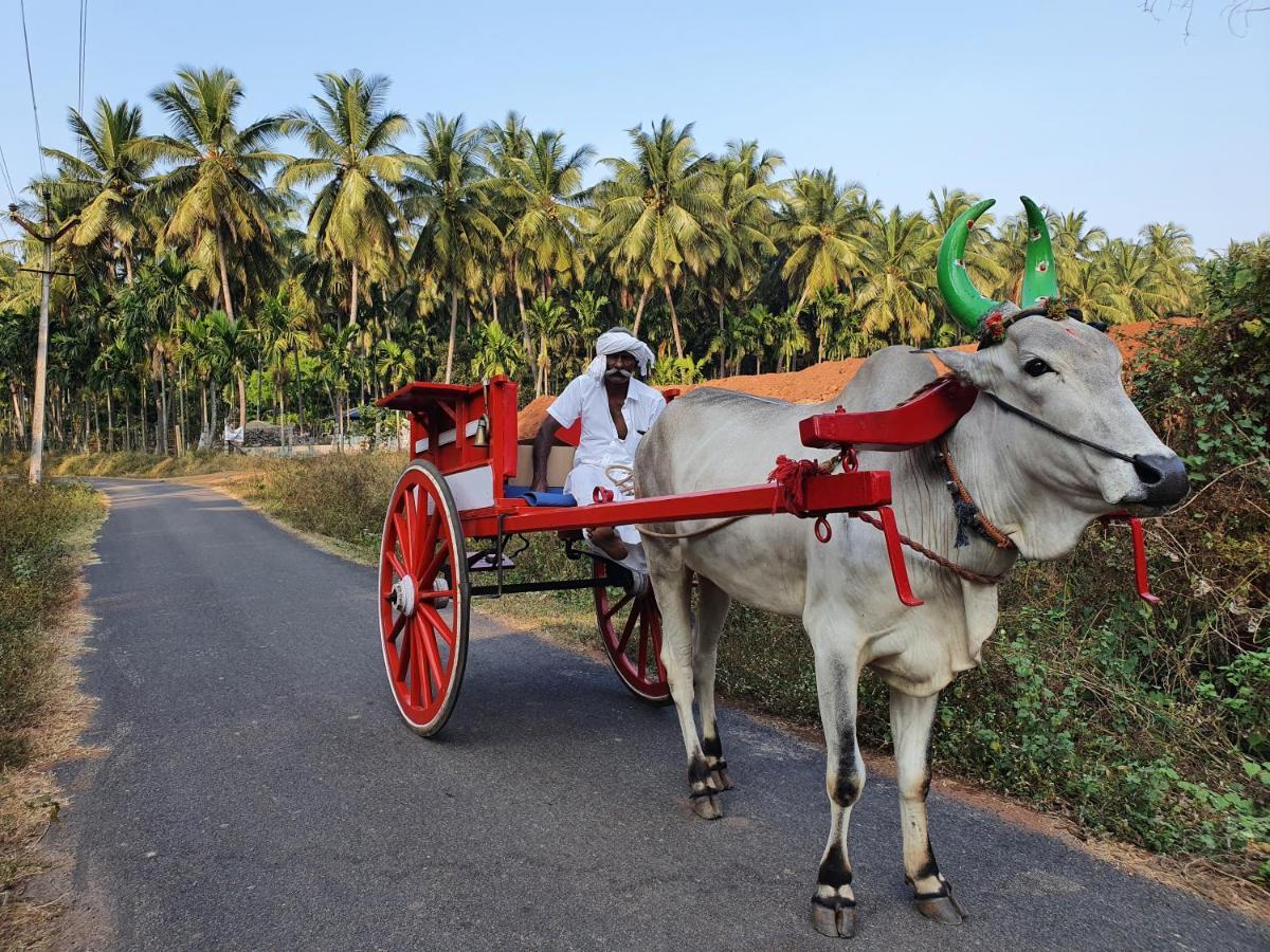 منتجع كوكو لاجون باي جريت ماونت Pollāchi المظهر الخارجي الصورة